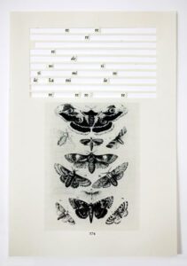 Musical solfege above vintage moth illustrations