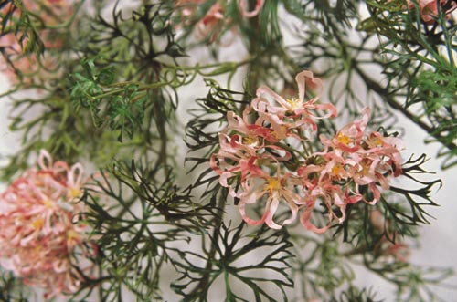 Close view of the bunch of flowers