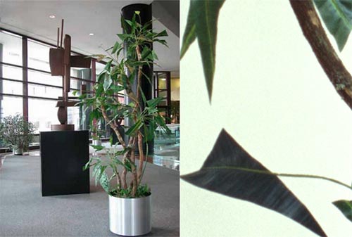 Collage of the leaves and plant pot on the floor